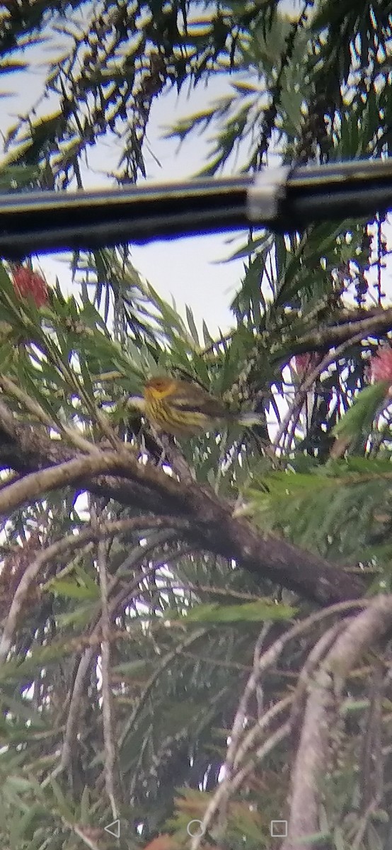 Cape May Warbler - ML297363771