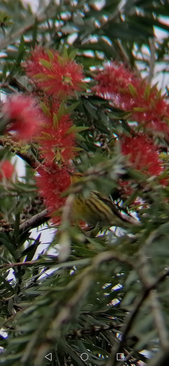 Cape May Warbler - ML297363821