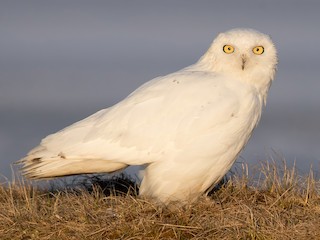  - Snowy Owl