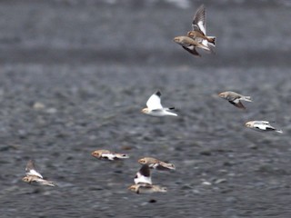 ベーリングユキホオジロ - eBird