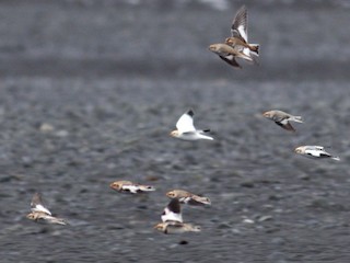 Mâle non nicheur (avec Snow Bunting) - Ben Lagasse - ML297366481