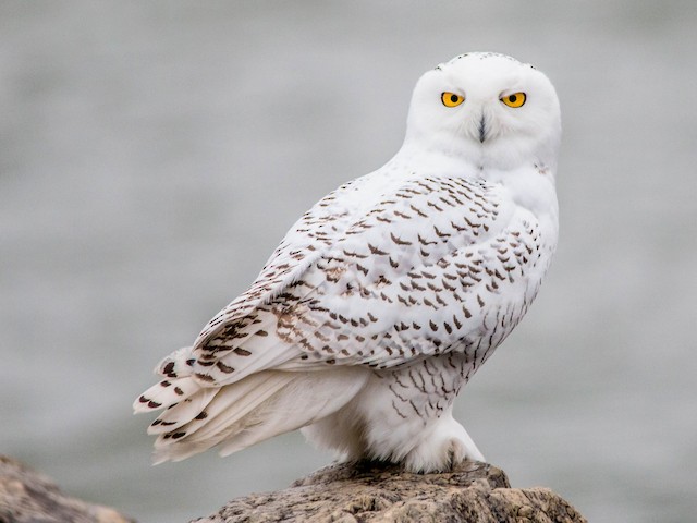 Adult female/immature - Snowy Owl - 