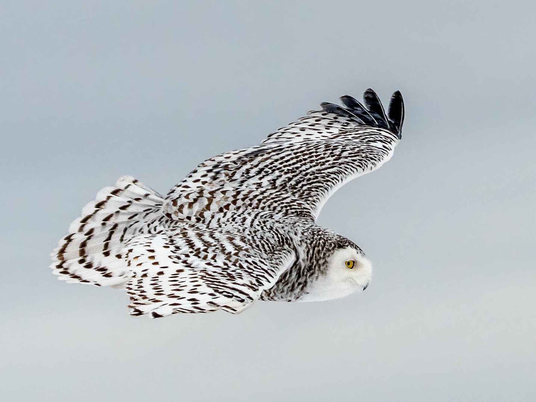 Snowy Owl - Ed Lee