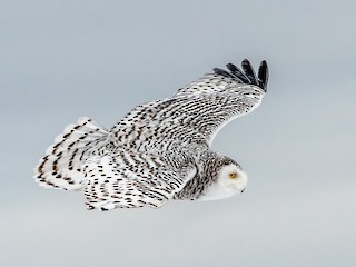 Snowy Owl - eBird