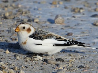  - Snow Bunting