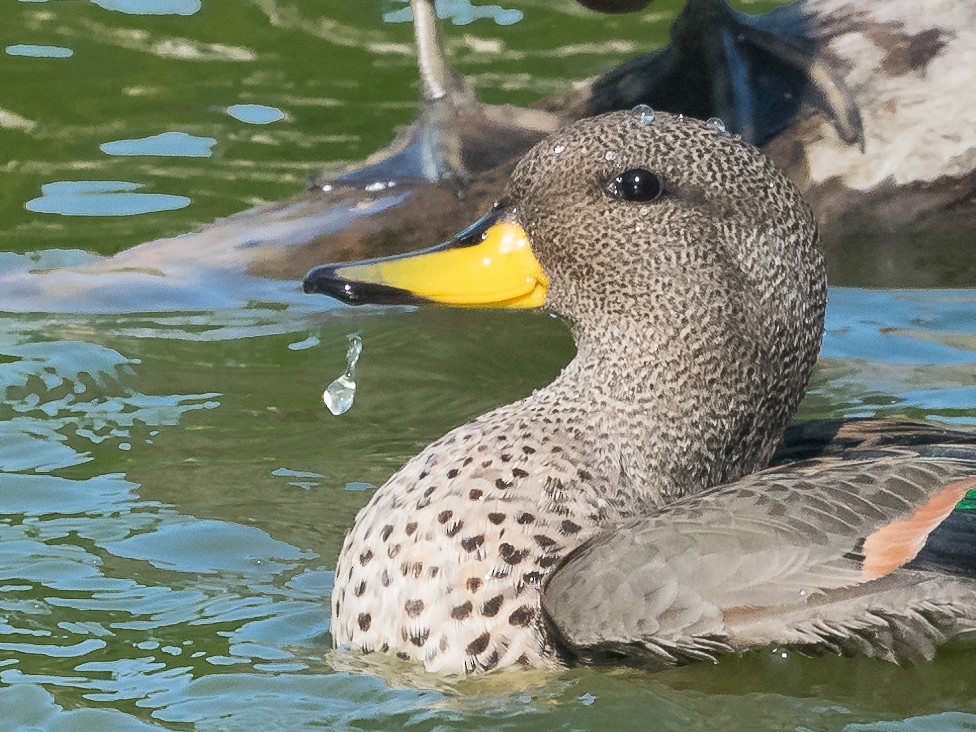 Yellow-billed Teal - Marcos de Campo
