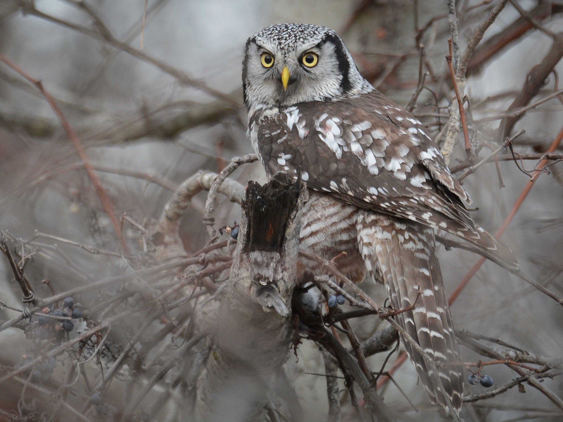 Northern Hawk Owl - Jax Nasimok