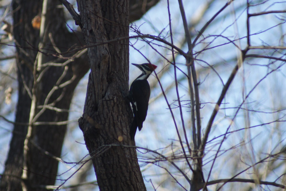 Pileated Woodpecker - ML297368401