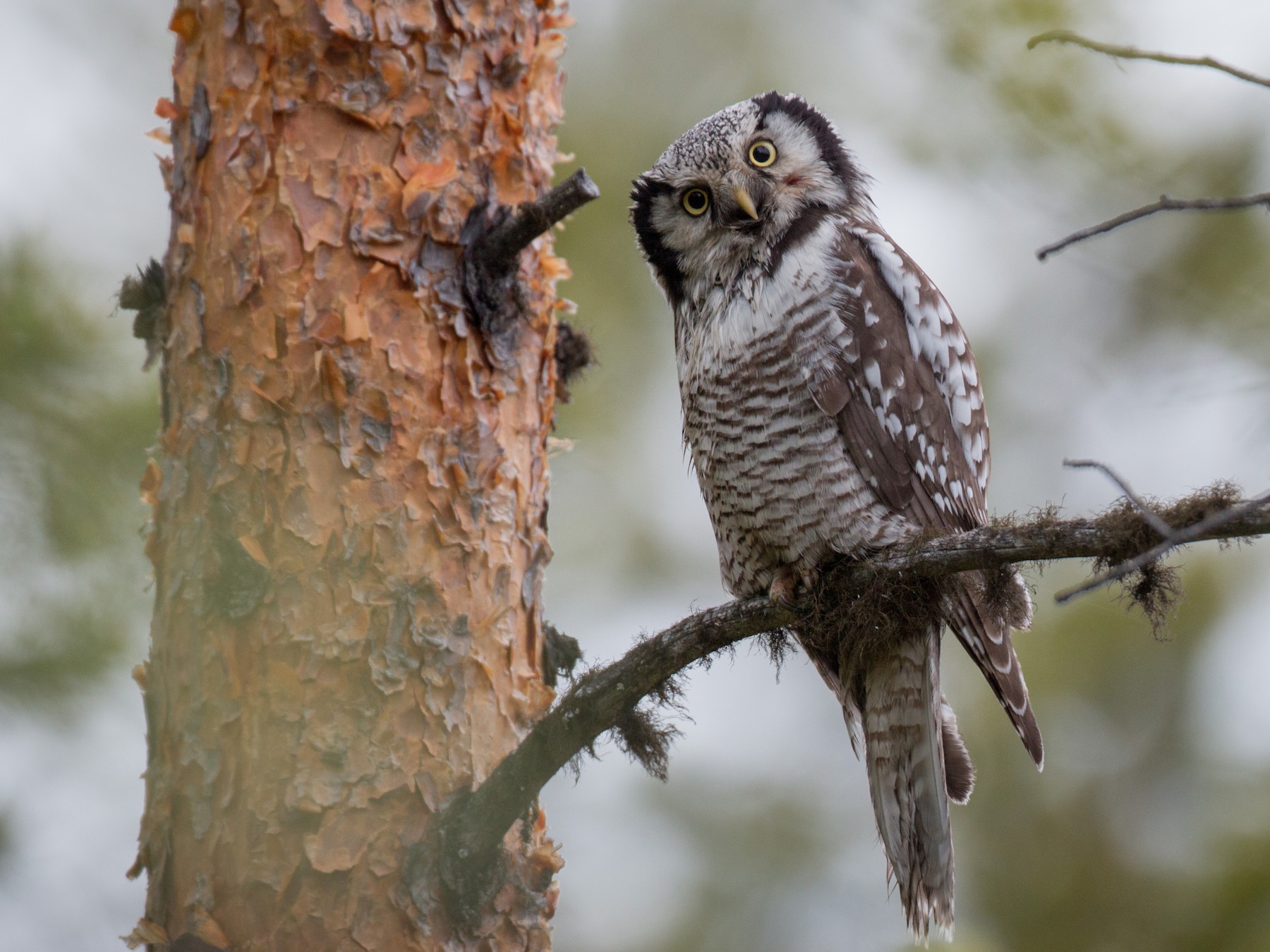 Hawk Owl