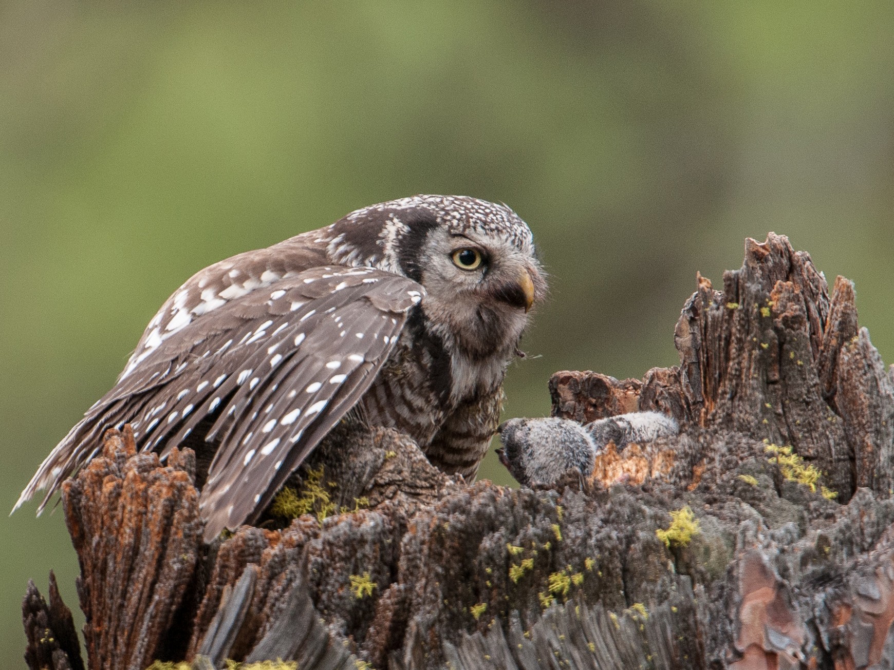 Northern Hawk Owl - Ian Routley