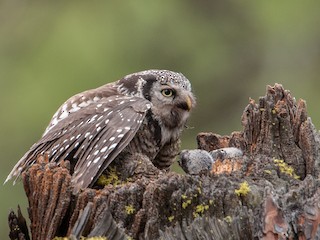 Adult and juvenile - Ian Routley - ML297368521