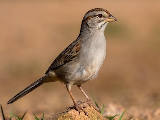  - Rufous-winged Sparrow