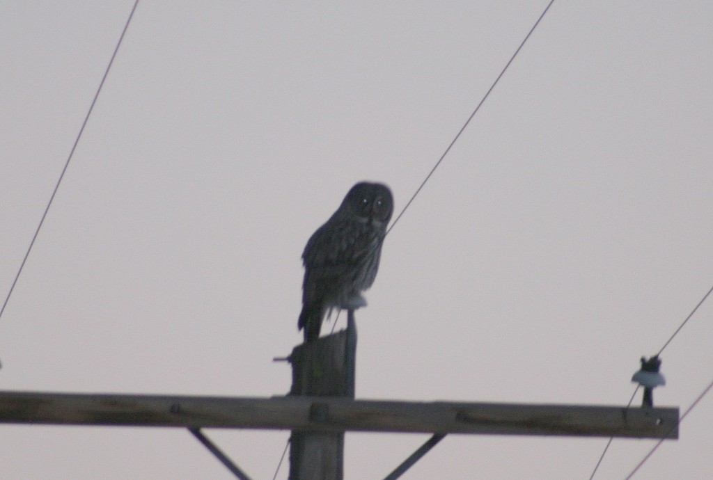 Great Gray Owl - ML29737331