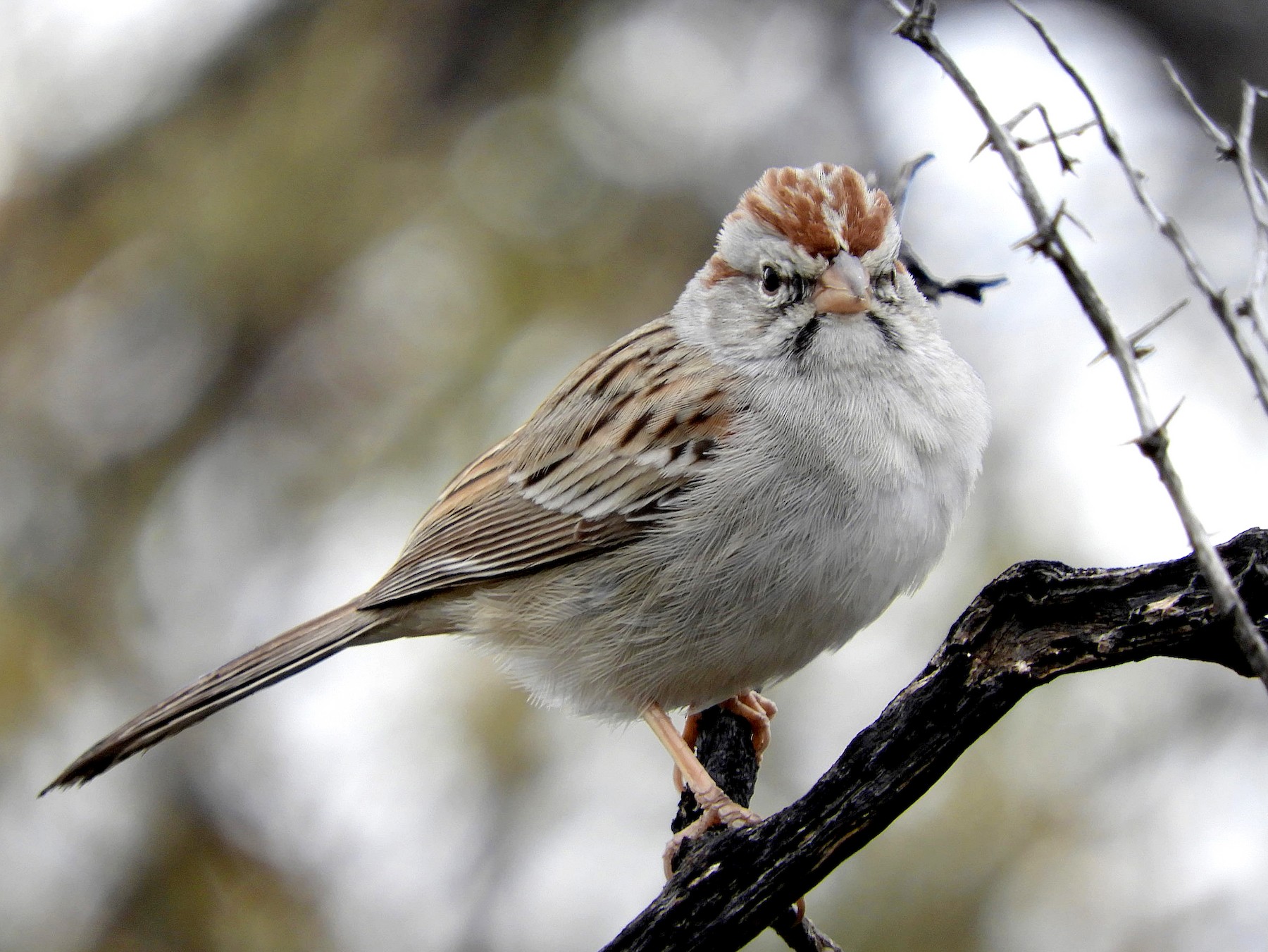 Rufous-winged Sparrow - Paul Suchanek