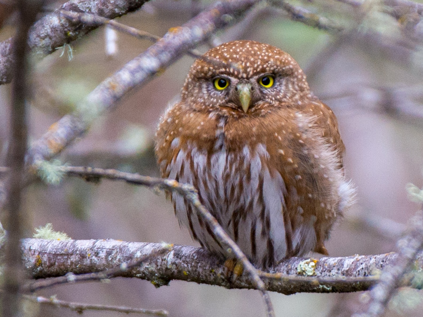 Northern Pygmy-Owl - Herb Elliott