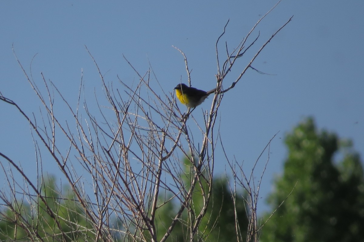 Yellow-breasted Chat - ML29738181