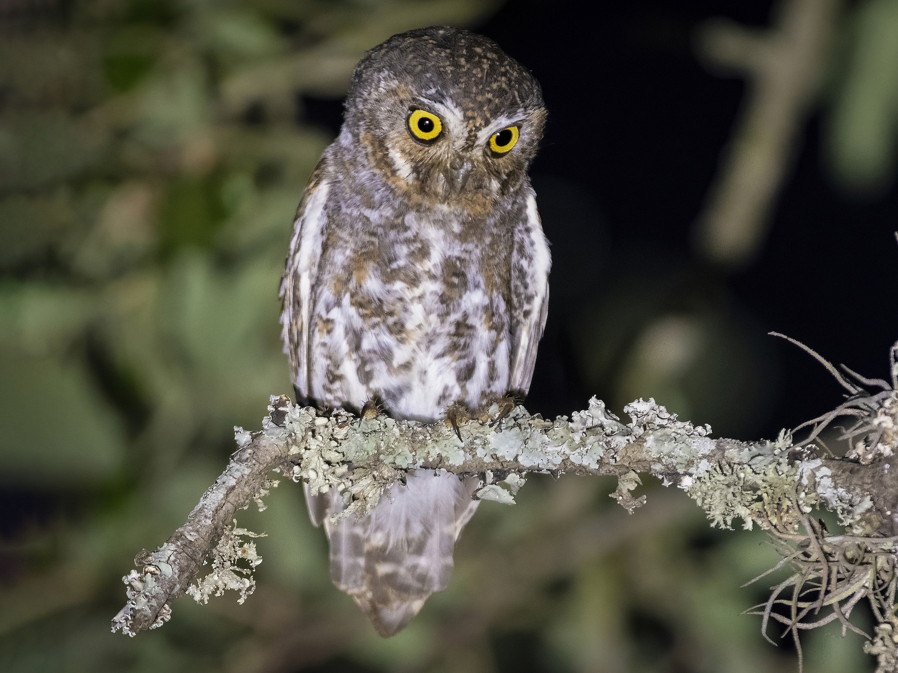 Elf Owl - Bryan Calk