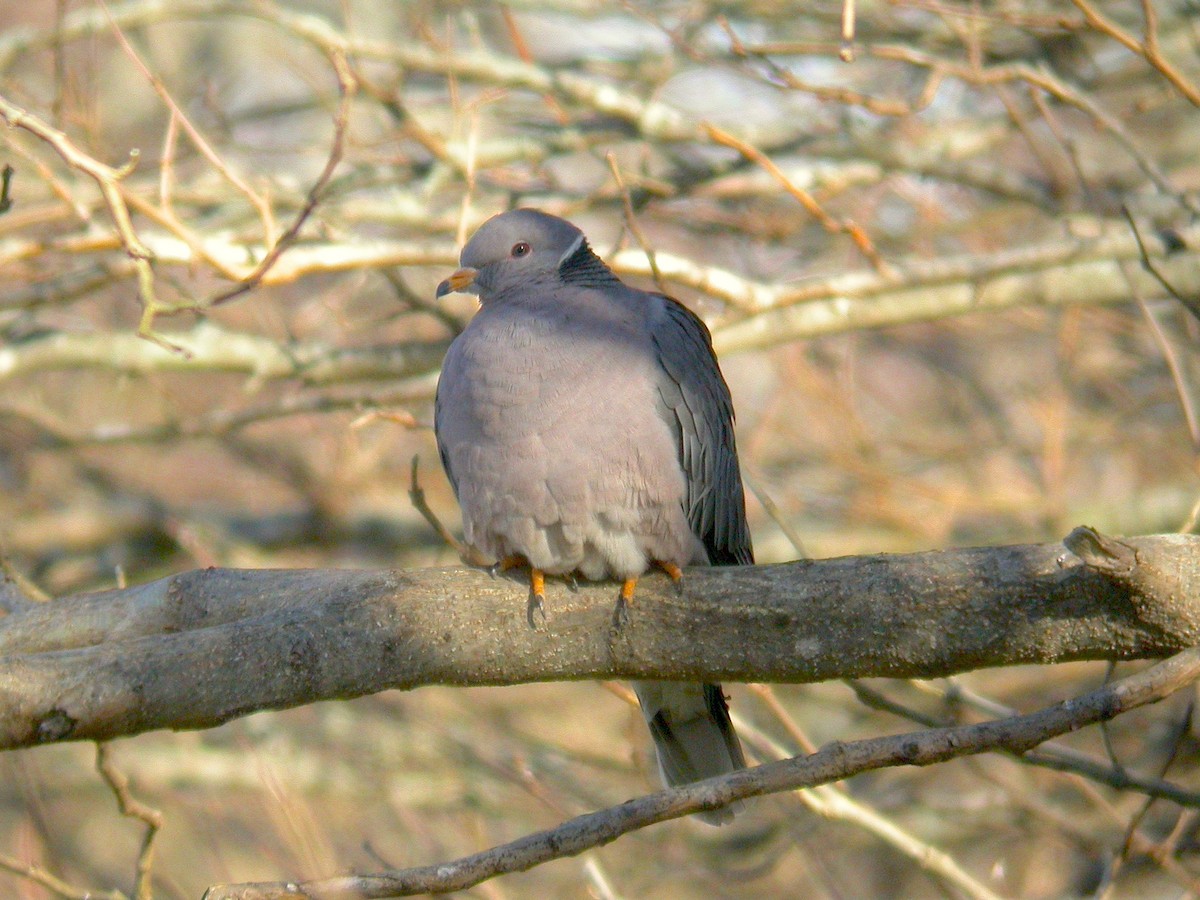 Band-tailed Pigeon - ML297385961