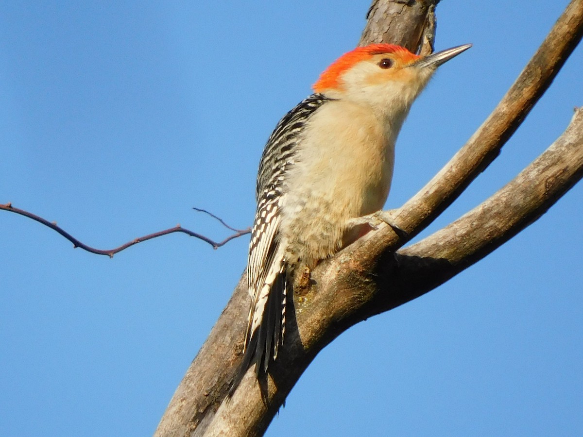 Red-bellied Woodpecker - Travis Philo