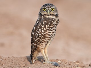  - Burrowing Owl
