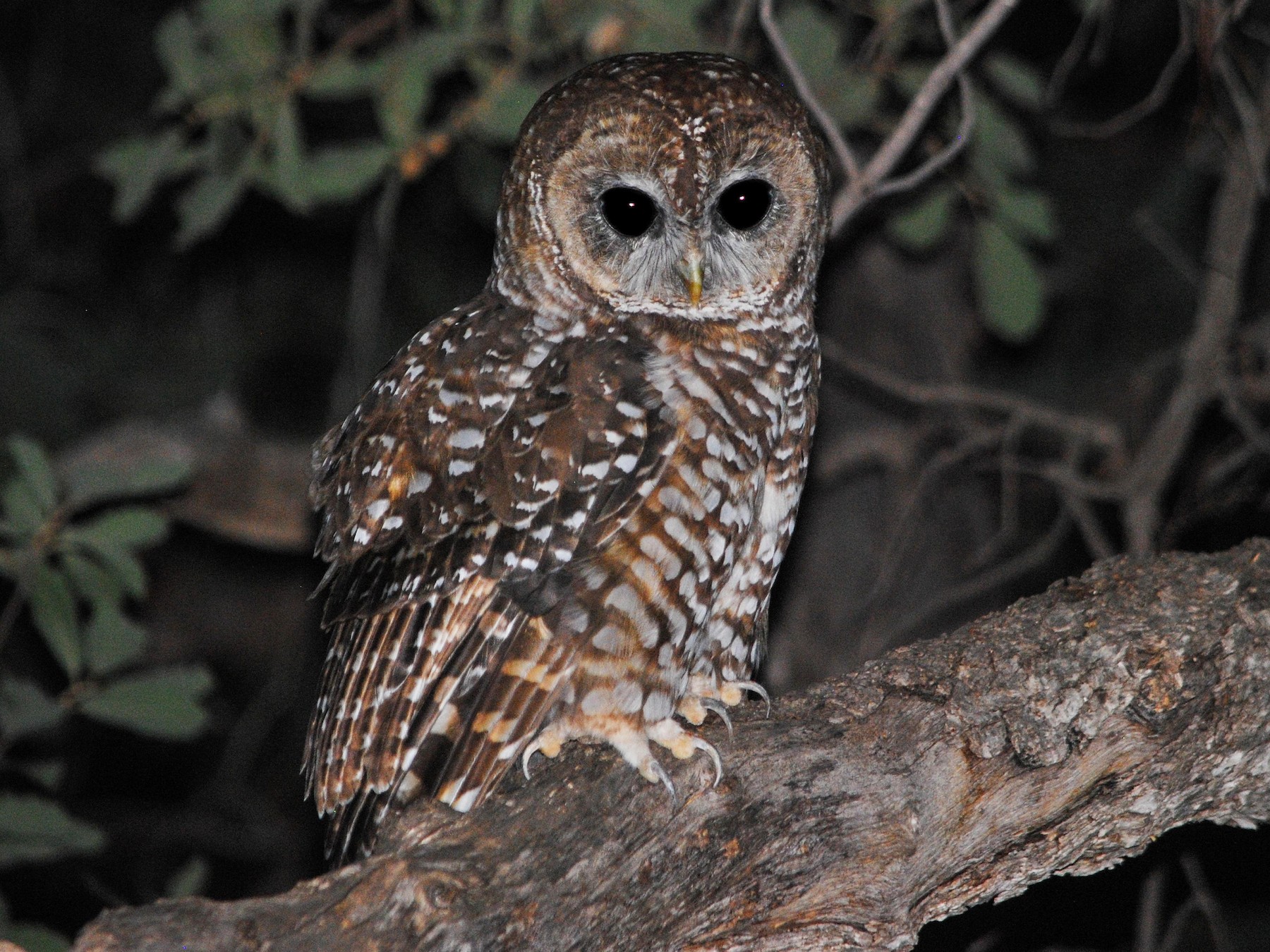 Spotted Owl - Caleb Strand