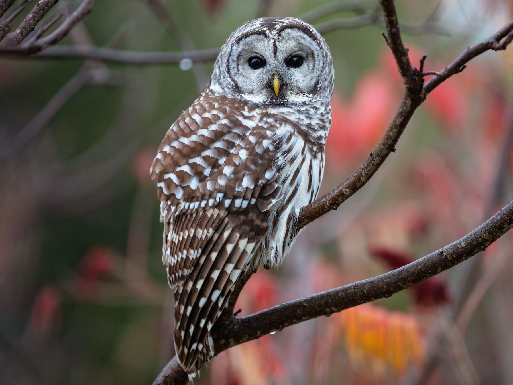 Chouette rayée - eBird