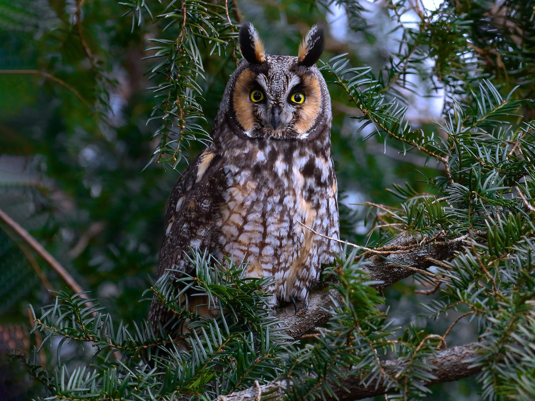 Two Long-eared owls resting looking at the camera sitting outdoors on a branch