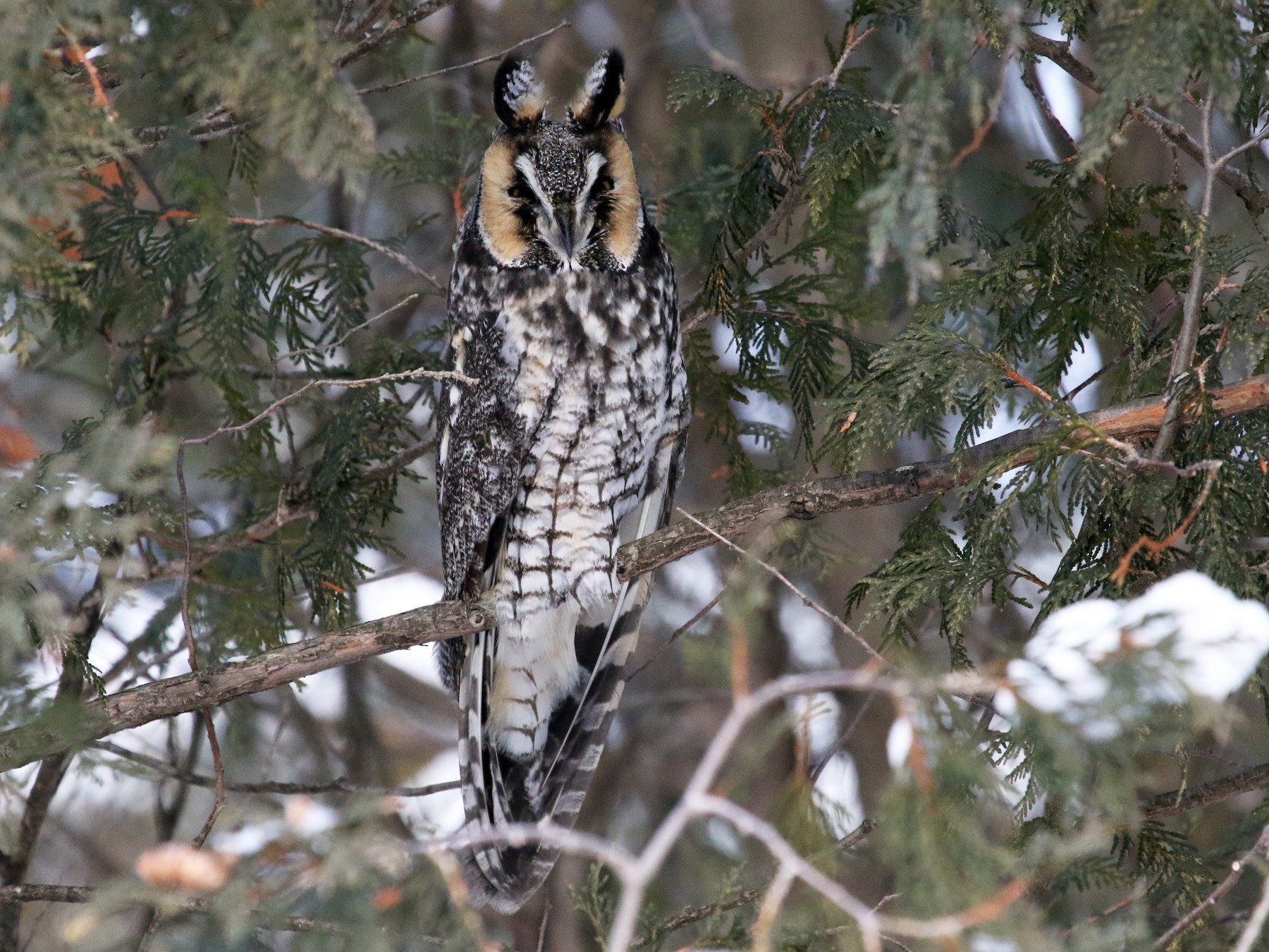 Long-eared Owl - Michelle Martin