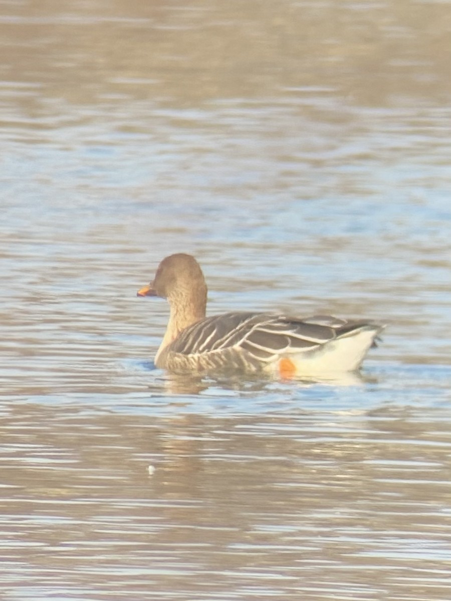 eBird Checklist 13 Jan 2021 Tundra BeanGoose Stakeout 8 species