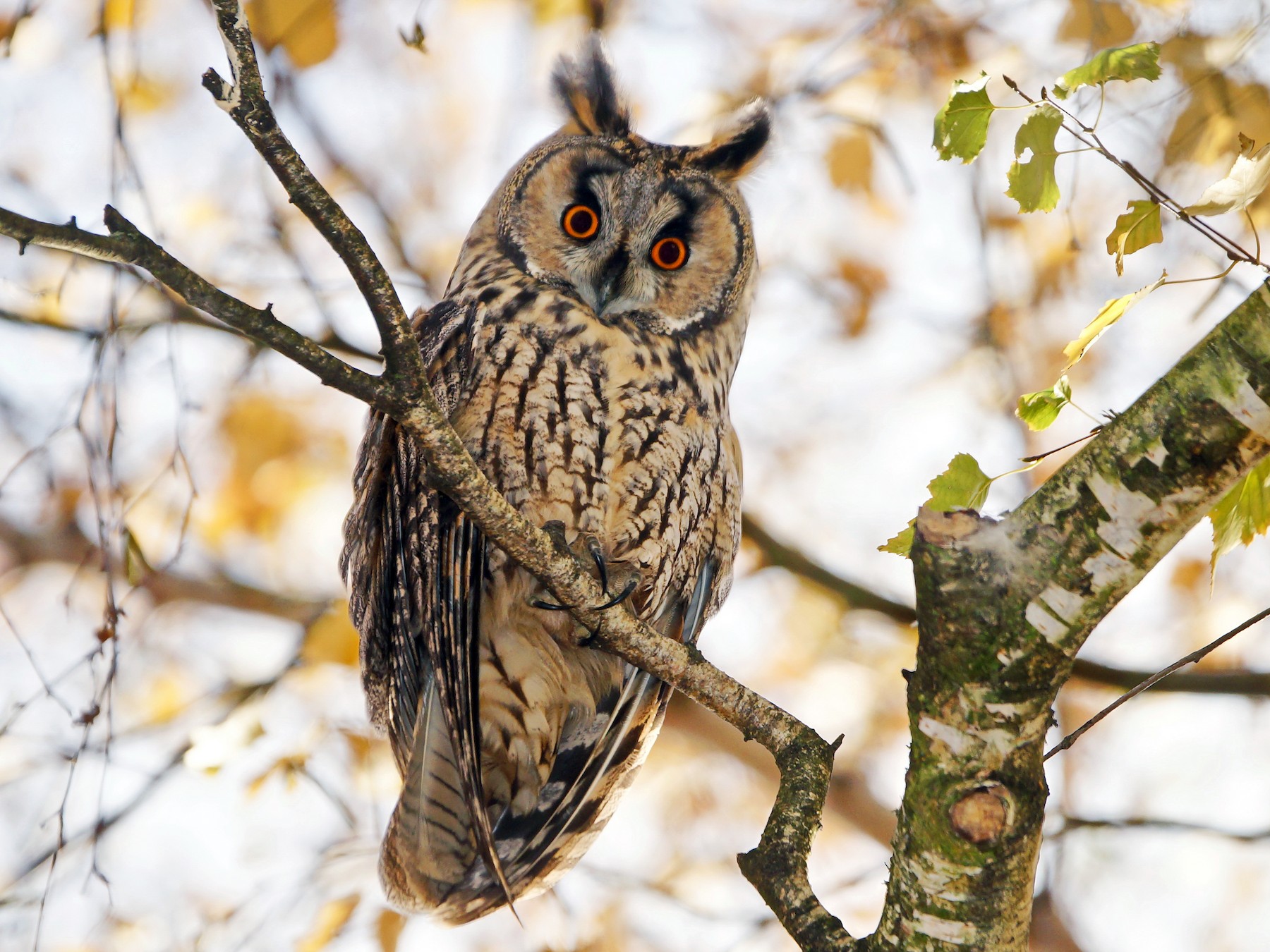 Long-eared Owl - Heiko Heerklotz