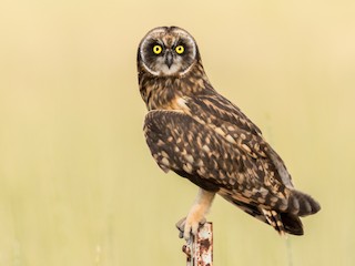  - Short-eared Owl