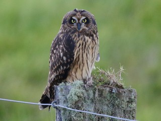  - Short-eared Owl (Hawaiian)