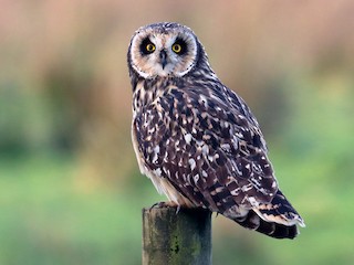  - Short-eared Owl