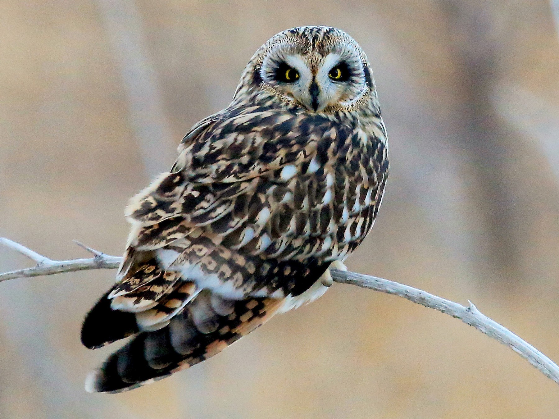 Short-eared Owl - Tim Lenz