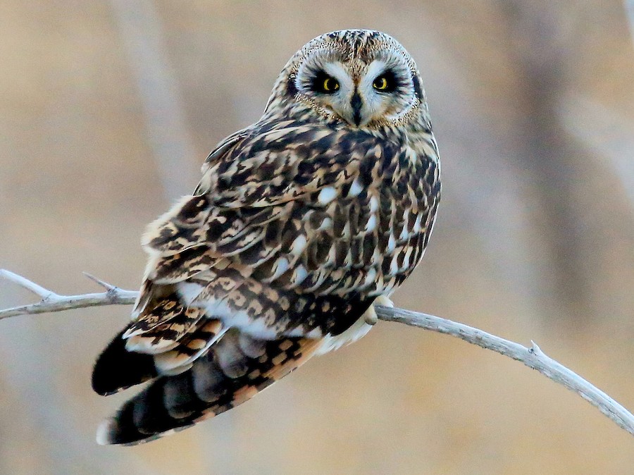 Hibou des marais - Asio flammeus 