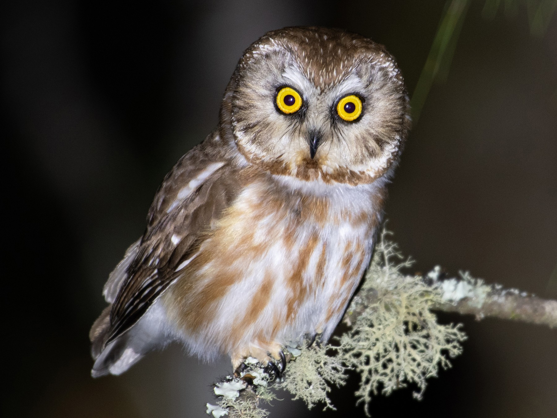 Northern Saw-whet Owl - Ana Paula Oxom