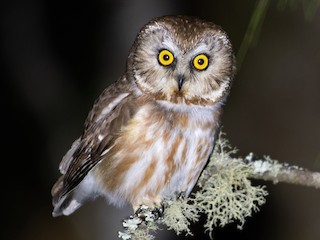  - Northern Saw-whet Owl