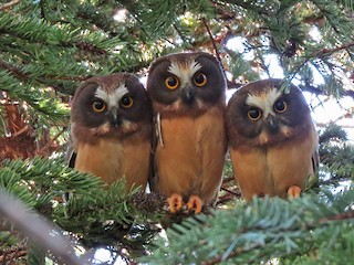  - Northern Saw-whet Owl