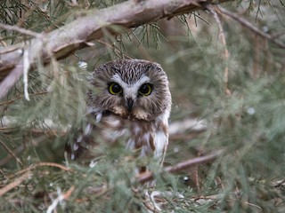 Adult (acadicus) - Kenny Miller - ML297403001