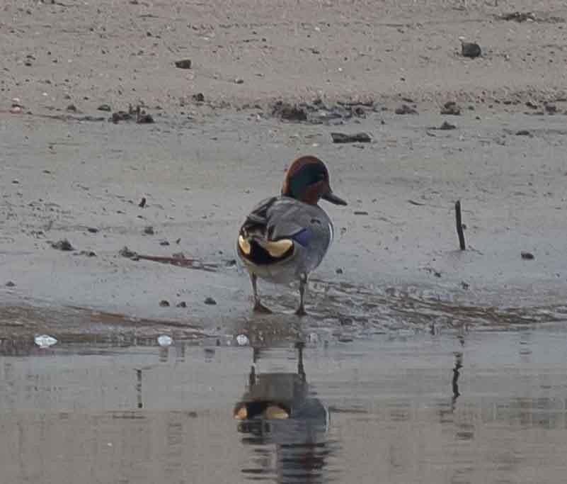 Green-winged Teal - ML297406441