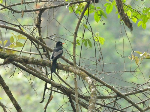 Gray-winged Blackbird - Vaidehi  Gunjal