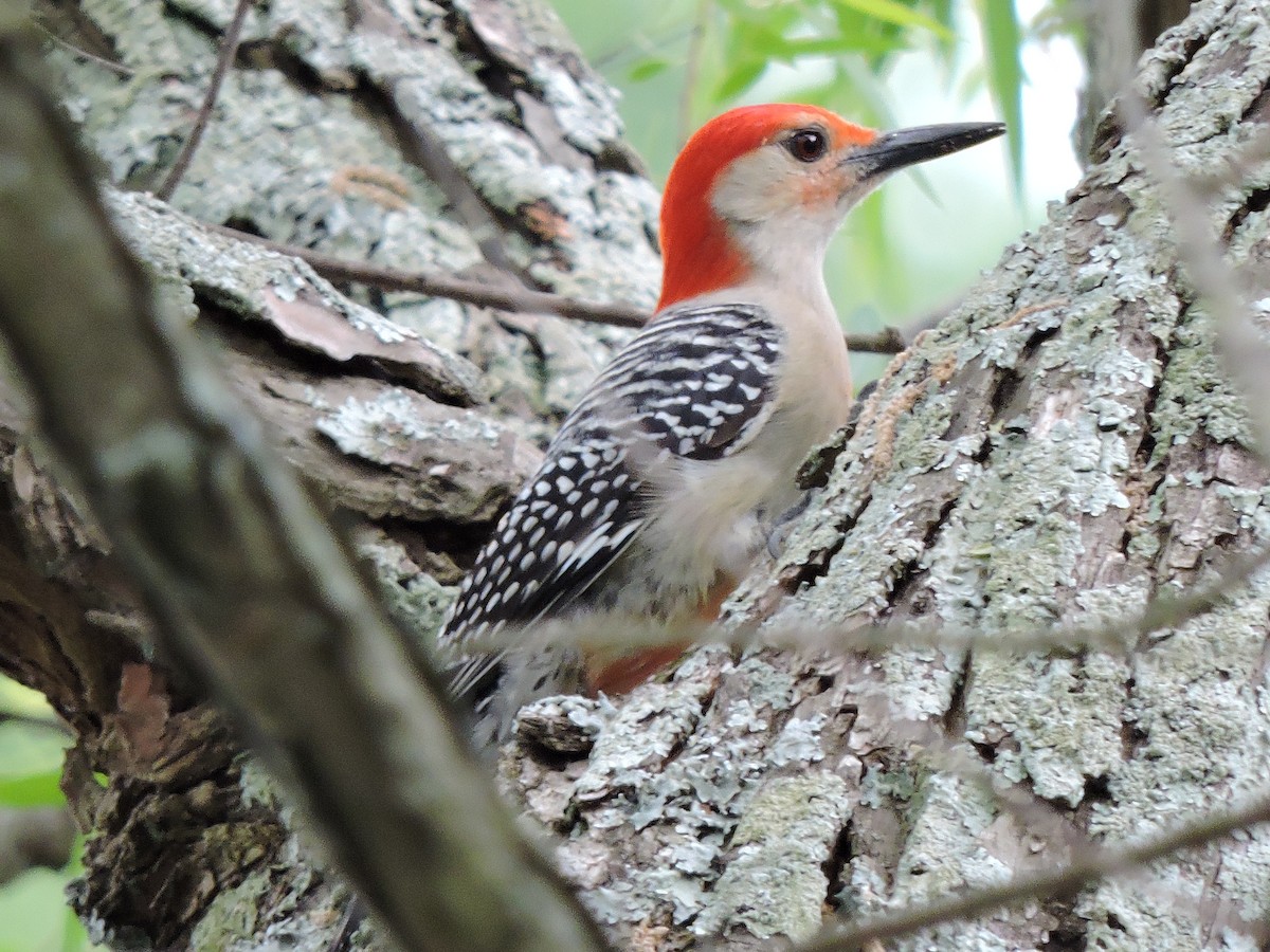 Red-bellied Woodpecker - ML29740821