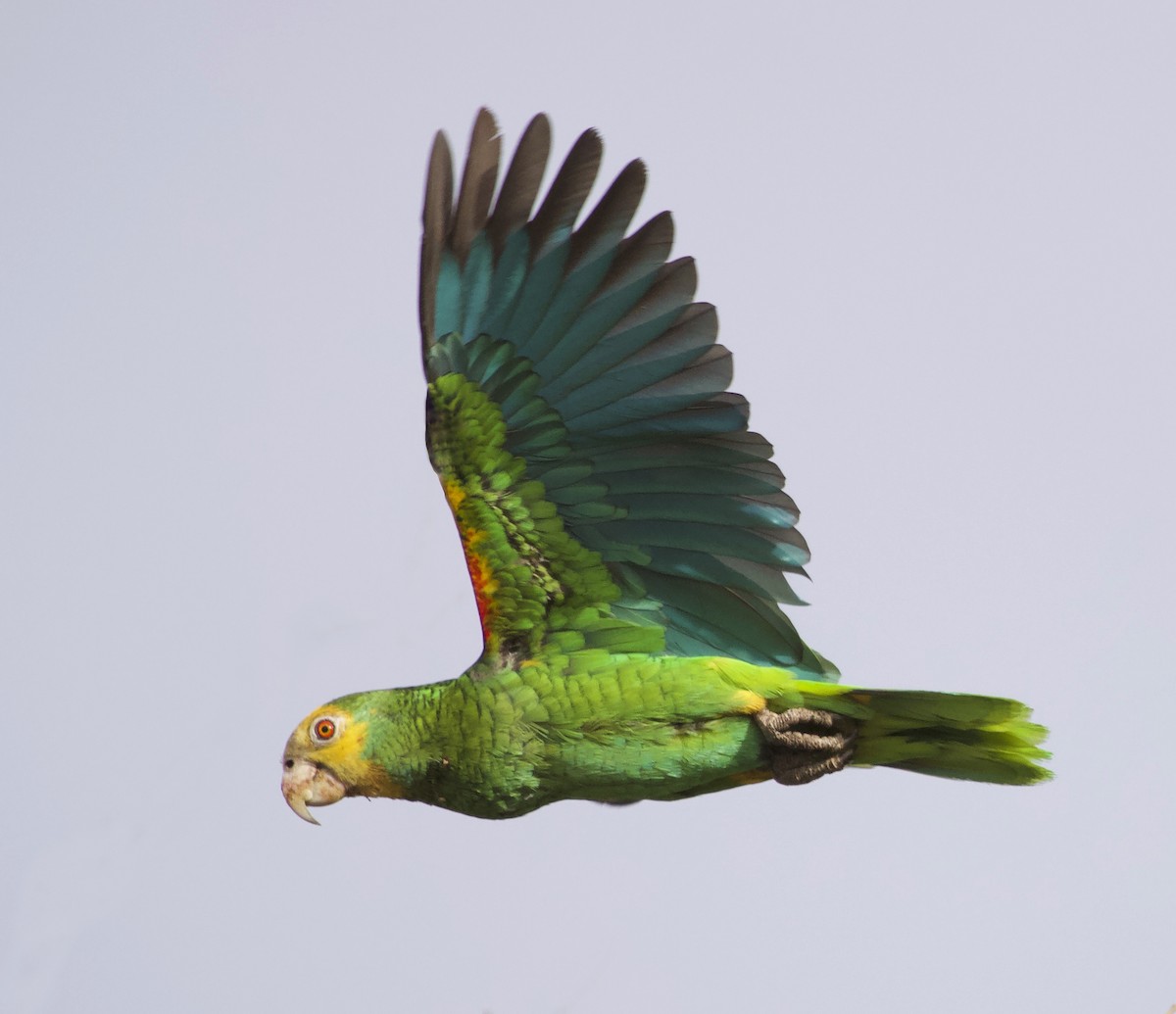Yellow-shouldered Parrot - ML297408781