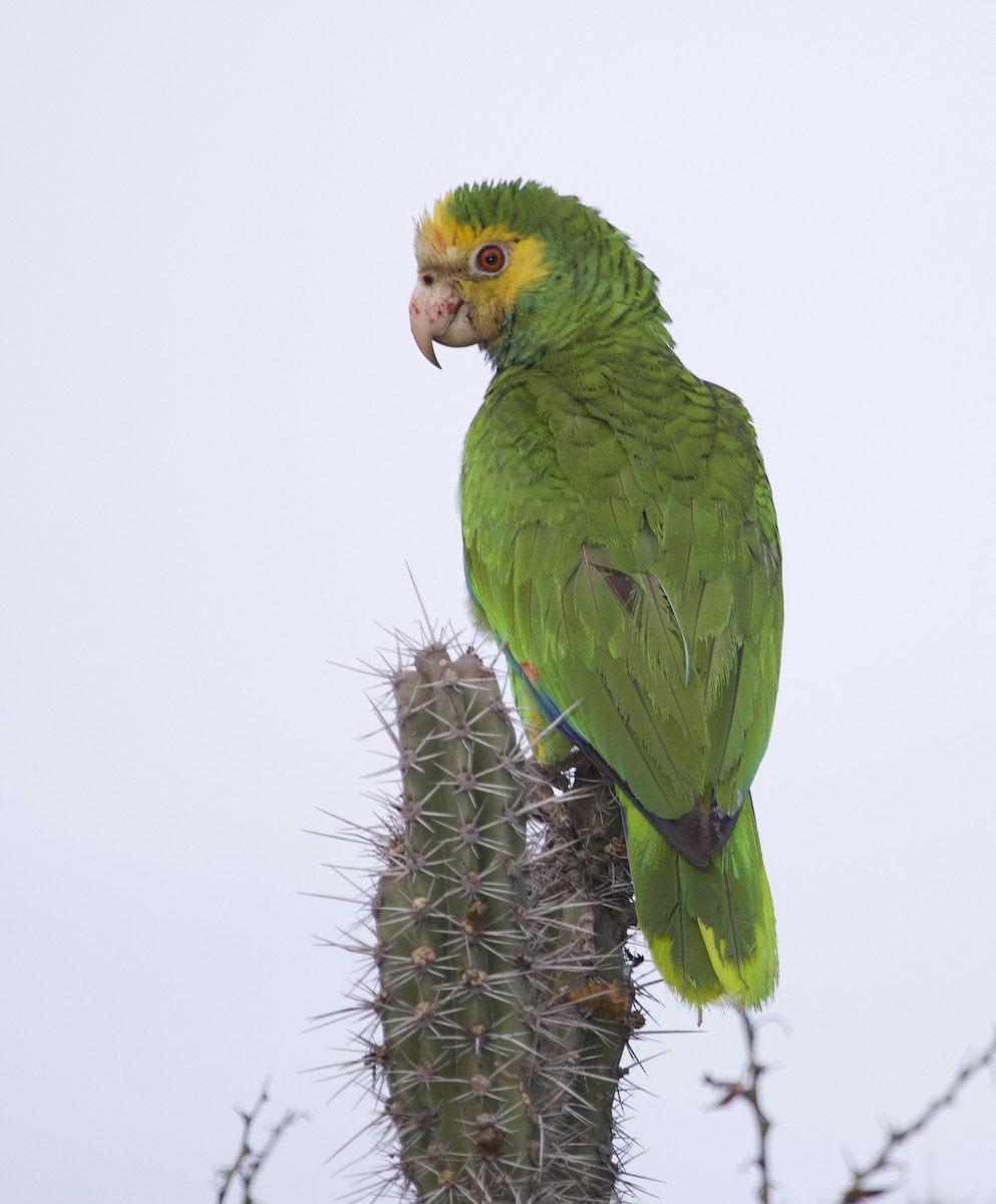 Yellow-shouldered Parrot - ML297408851
