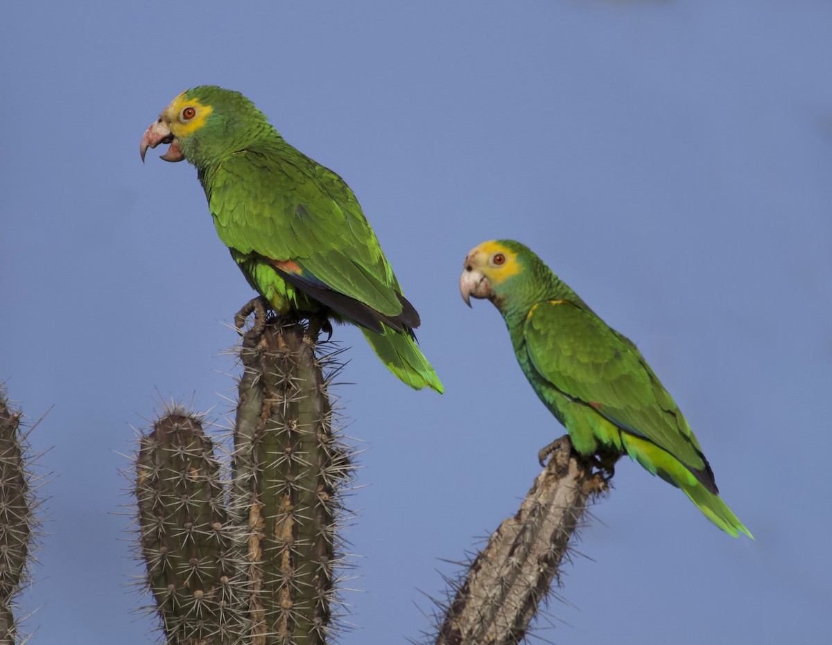 Yellow-shouldered Parrot - David Ascanio