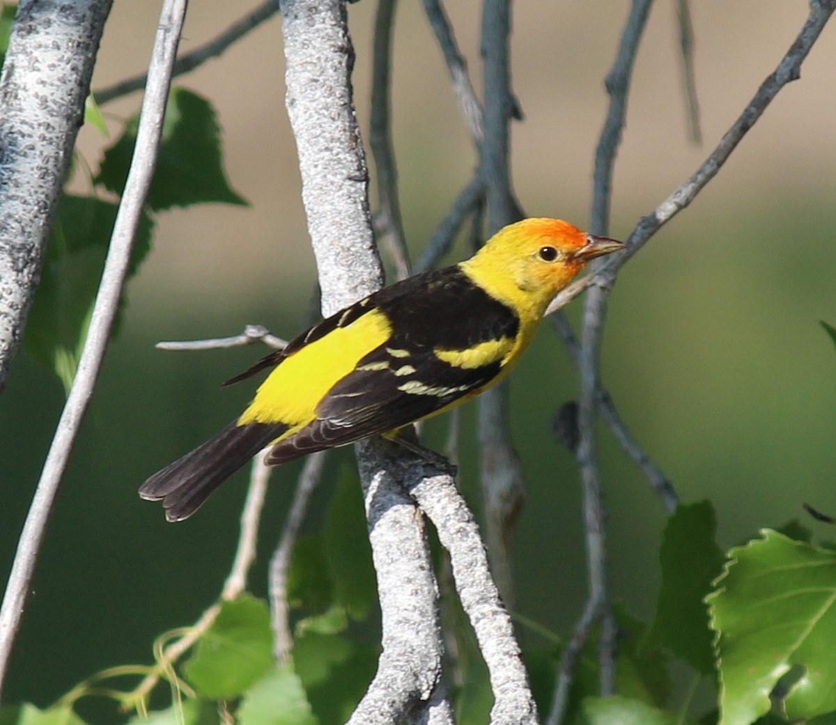 Western Tanager - ML29741451