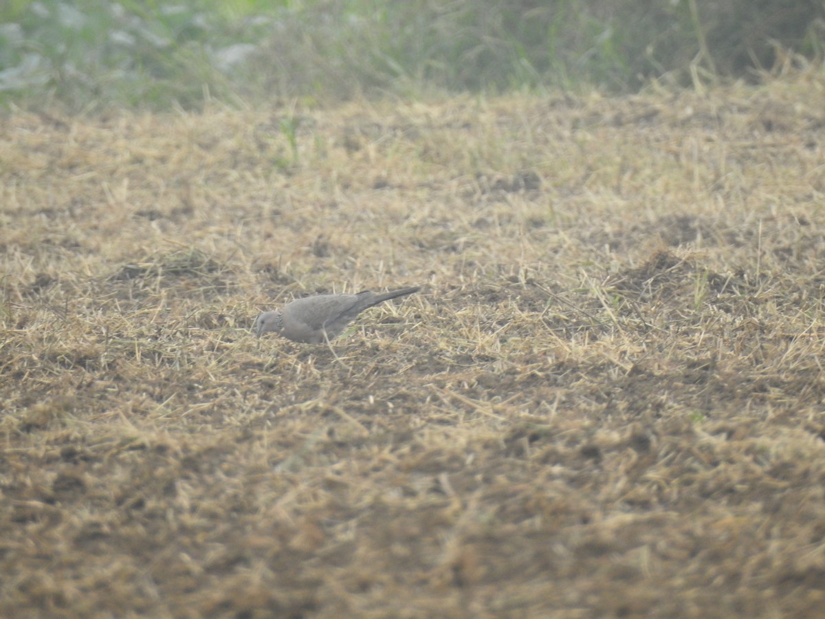 Spotted Dove - ML297415431