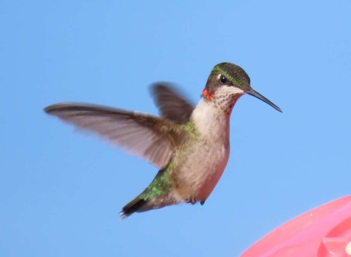 Ruby-throated Hummingbird - Karen Lebing