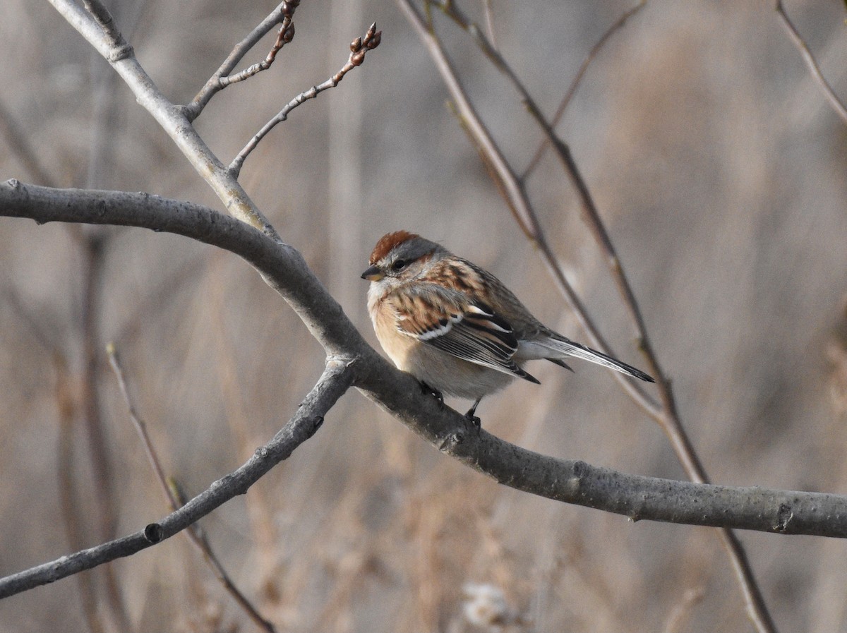 American Tree Sparrow - ML297418191