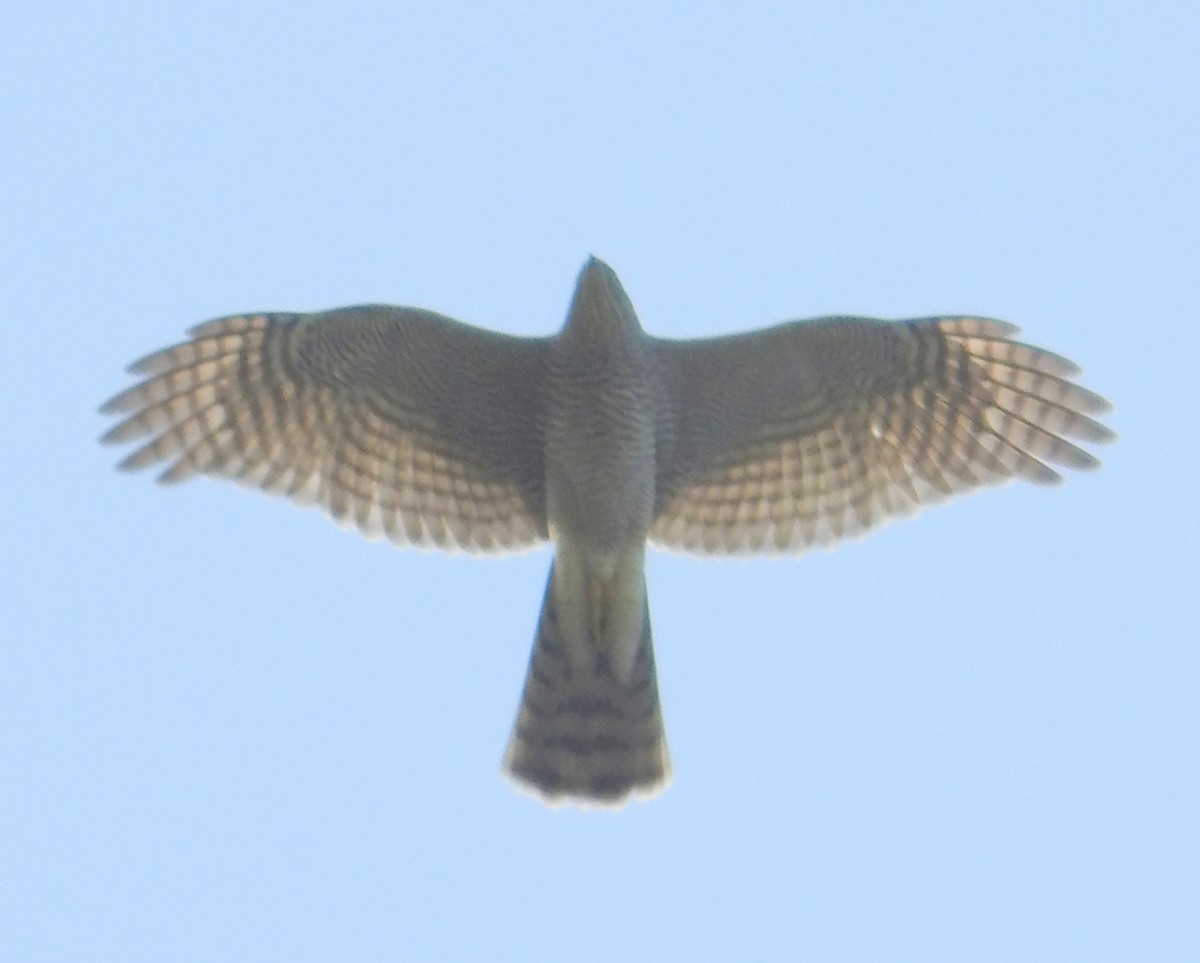 Eurasian Sparrowhawk - ML297418221